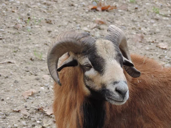 Tarlanın ortasında kahverengi bir yabani keçinin yakın çekim odak noktası. — Stok fotoğraf