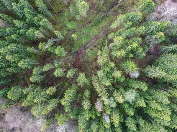 Wysokie ujęcie kąta pięknych drzew w lesie - idealne na naturalne tło — Zdjęcie stockowe