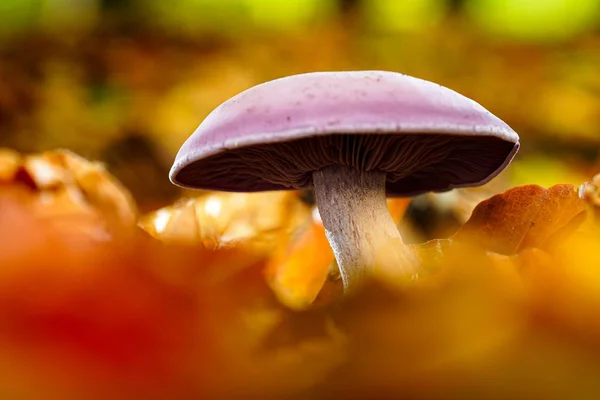 Nahaufnahme eines schönen lila Shiitake-Pilzes auf verschwommenem Hintergrund — Stockfoto