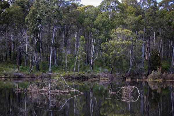 Mooie opname van een meer in het bos met de weerkaatsing van de bomen in het water — Stockfoto