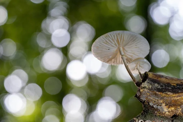 뒤에 보케등 이 있는 식용 버섯을 클로즈업 한 사진 — 스톡 사진