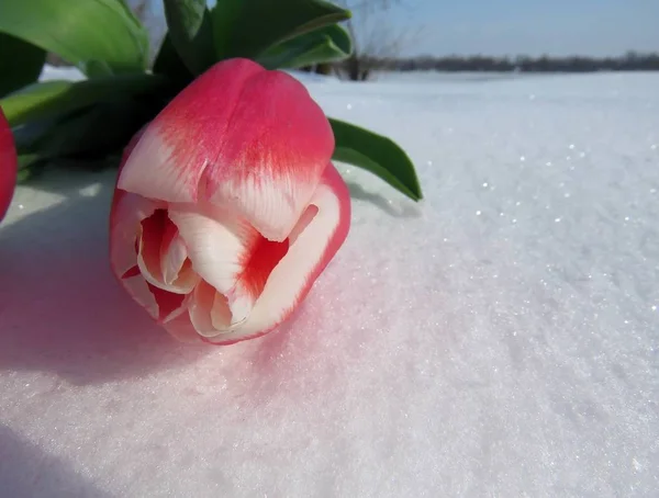 Tiro de close-up de alto ângulo de três belas tulipas rosa frescas deitadas na neve no inverno — Fotografia de Stock