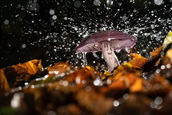 Closeup shot of a beautiful purple shiitake fungus with waterdrops on blurred background — Stock Photo, Image