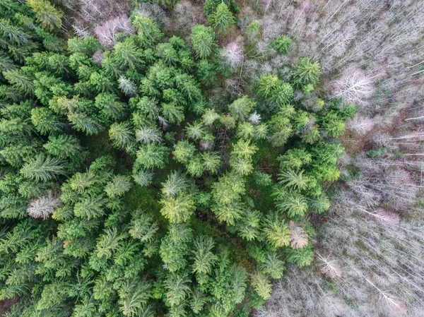 Foto de ángulo alto de hermosos árboles en un bosque - ideal para un fondo natural —  Fotos de Stock