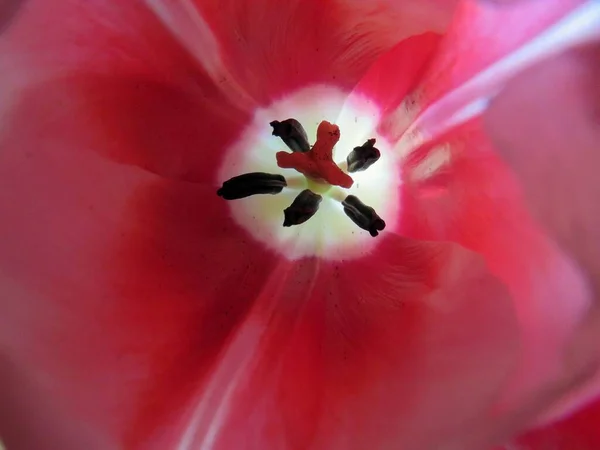 분홍색 튤립 꽃 내부의 높은 각도 선택 초점 촬영 — 스톡 사진
