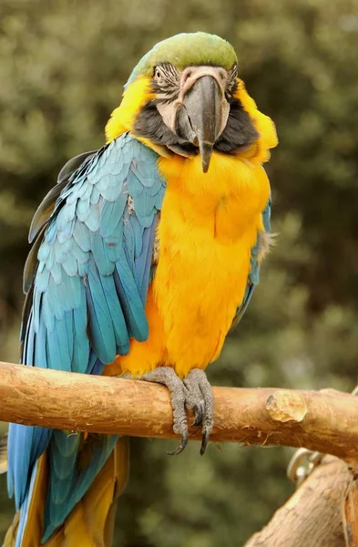Vertical close-up tiro de um papagaio Macaw lindo sentado em um ramo de madeira — Fotografia de Stock