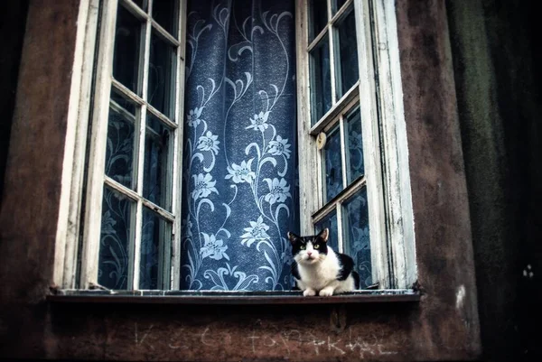 Niedliche schwarz-weiße Katze sitzt in einem offenen Fenster mit blauem Vorhang gefangen in Posen, Polen — Stockfoto