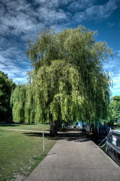 乌克州温莎公园里一棵桑树的垂直拍摄 — 图库照片