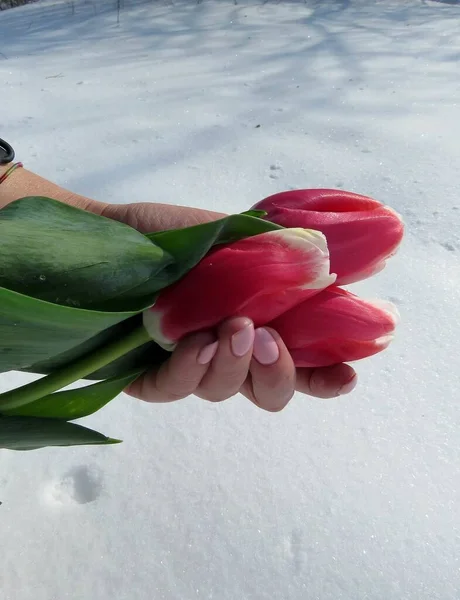Vertical high angle shot of a female palm holding three fresh pink tulips above the snow ground — Stock Photo, Image