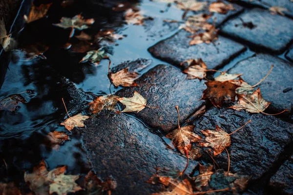 Високий кут пострілу осіннього листя на мокрому тротуарі, захопленому в Польщі. — стокове фото