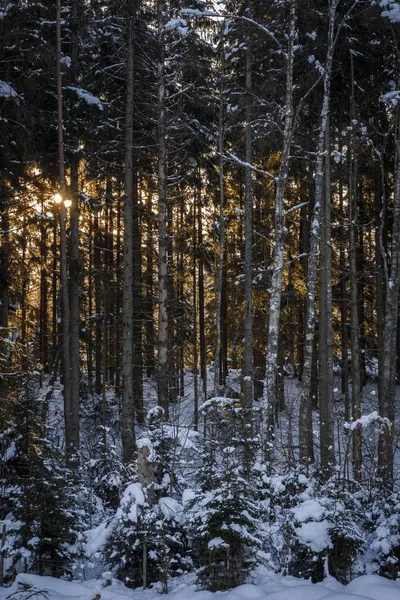 Vertikale Aufnahme eines Waldes mit hohen Bäumen, die im Winter mit Schnee bedeckt sind — Stockfoto