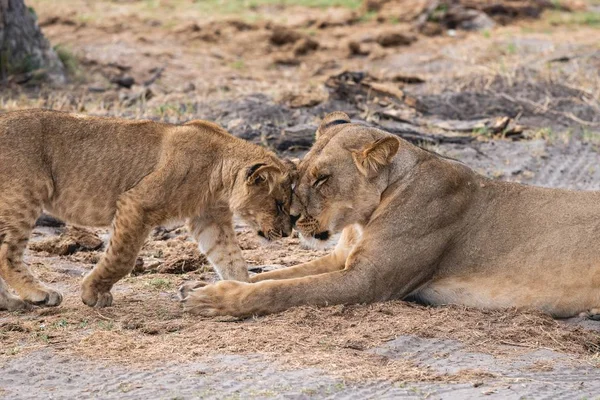 Lioness with her cub cute lying on the sandy ground. —  Fotos de Stock