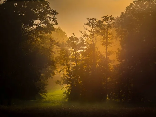 Schöne Aufnahme von Silhouetten dicker Bäume auf rauchig goldenem Hintergrund — Stockfoto