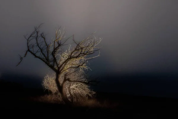 Arka planda sis olan bir tarlanın ortasında tek bir çıplak ağaç. Yalnızlık kavramı. — Stok fotoğraf