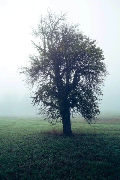 Tiro vertical de uma bela árvore em um campo coberto com grama com um fundo nebuloso — Fotografia de Stock