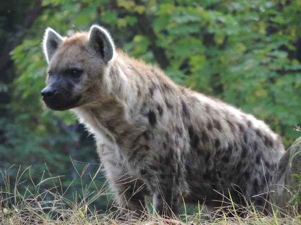 Selective focus closeup shot of a cute spotted hyena the middle of a green forest — Stock Photo, Image