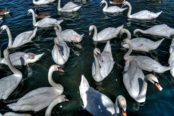 Tiro de ângulo alto de cisnes bonitos pendurados no rio em Windsor, Reino Unido — Fotografia de Stock