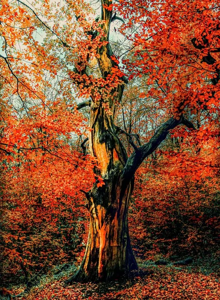 Tiro vertical de un árbol viejo impresionante cubierto de hojas de otoño — Foto de Stock