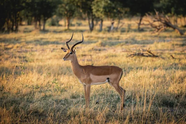 Schöne Gazelle steht auf einem Feld mit dem Dschungel im Hintergrund — Stockfoto