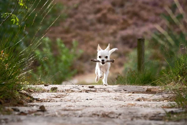 Zbliżenie strzał z a słodkie biały chihuahua działa na droga z gruby w usta — Zdjęcie stockowe