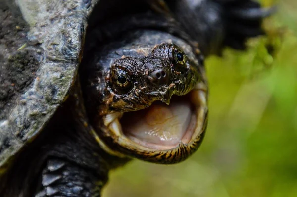 Tiro Perto Cabeça Uma Tartaruga Zangada Com Boca Aberta — Fotografia de Stock