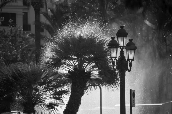 Frond Palm and Street Light with Fountain Behind It — стокове фото