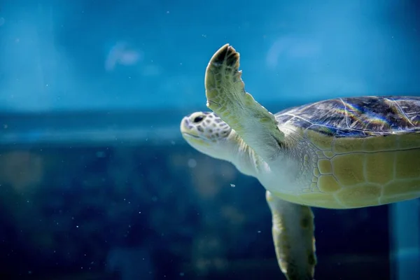 Primo piano di una tartaruga marina testa di carabina sott'acqua con uno sfondo sfocato — Foto Stock