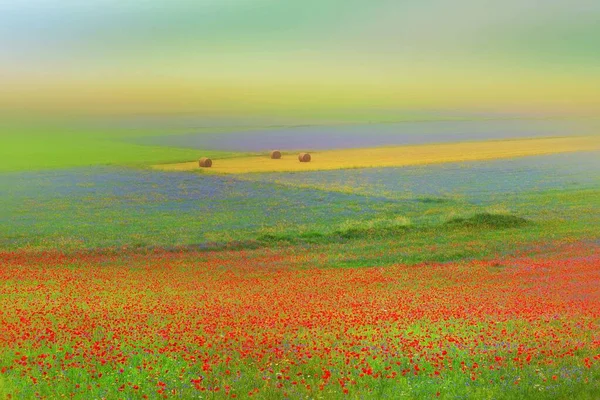 Das phänomen der sommerblüte im castelluccio di norcia — Stockfoto