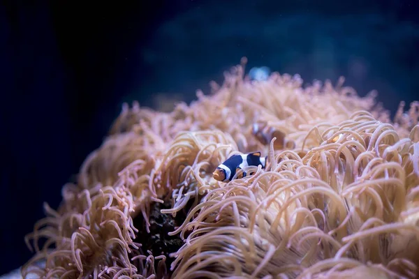 Κοντινό πλάνο του μαύρου και λευκού clownfish υποβρύχια με θολή φόντο — Φωτογραφία Αρχείου