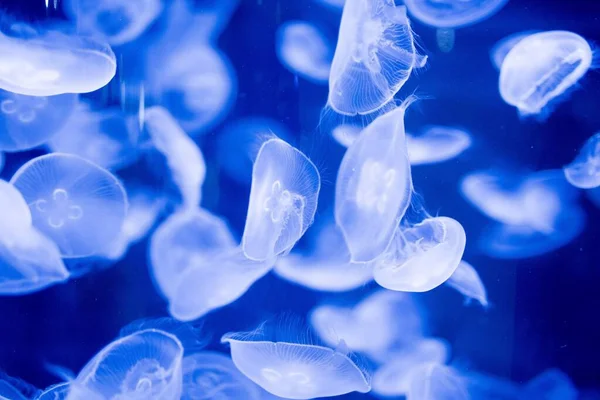 Lindo tiro de água-viva azul subaquática com um fundo borrado — Fotografia de Stock