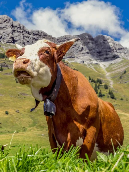 Krowa w Alpach Francuskich niedaleko Mont Blanc — Zdjęcie stockowe