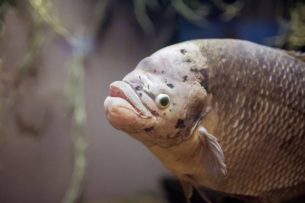Nahaufnahme eines Karpfenfisches unter Wasser mit verschwommenem Hintergrund — Stockfoto