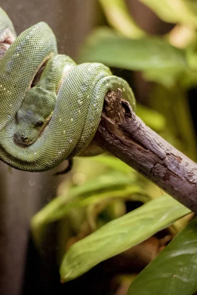 Zbliżenie zielonego węża owiniętego wokół gałęzi z rozmytym tłem — Zdjęcie stockowe