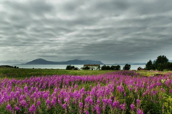 Beautiful shot of a field full of pink English lavender flowers in Lofoten, Norway — Stock Photo, Image