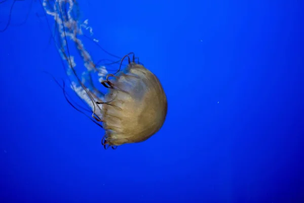 Closeup shot fo a beautiful jellyfish underwater with a blue background — Stock Photo, Image