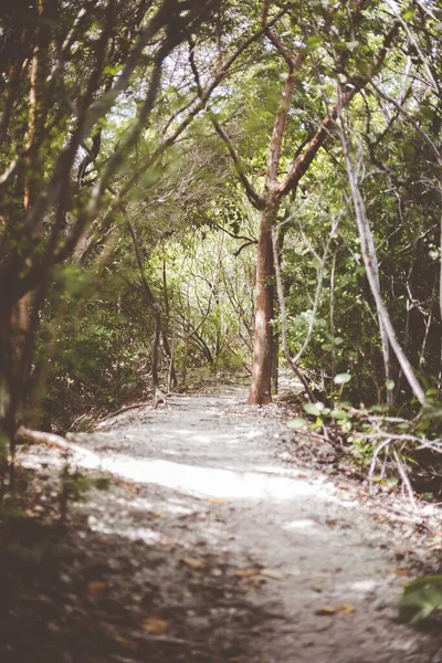 Вертикальный снимок дорожки посреди леса с зелеными листовыми деревьями — стоковое фото