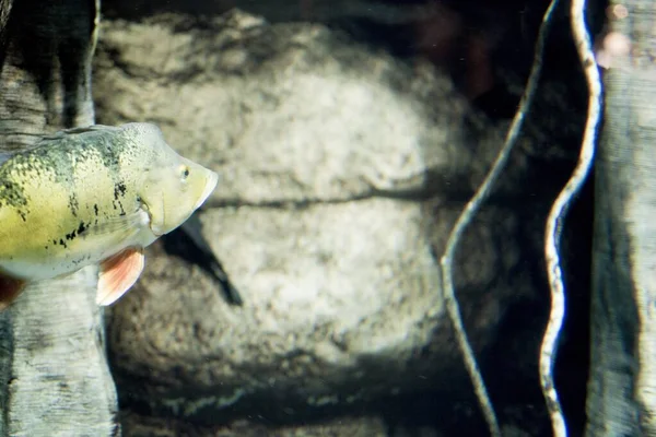 Closeup shot of fish underwater with a blurred background — ストック写真