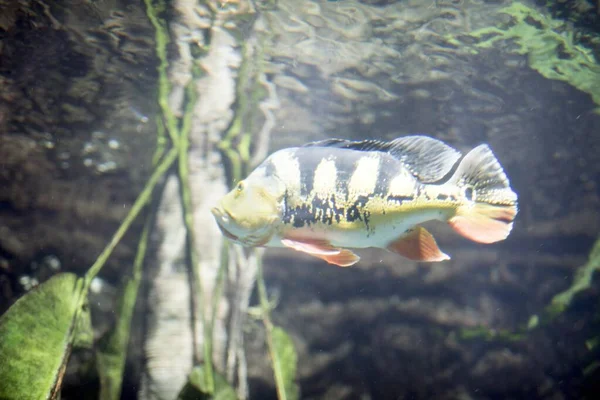 Closeup shot of a Perch fish underwater with a blurred background — Stock Image Closeup shot of a Perch fish underwater with a blurred background Stock Picture
