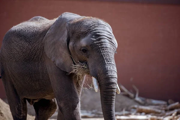 Fotos De Elefante Bebe Imagem Para Elefante Bebe Melhores Imagens Depositphotos