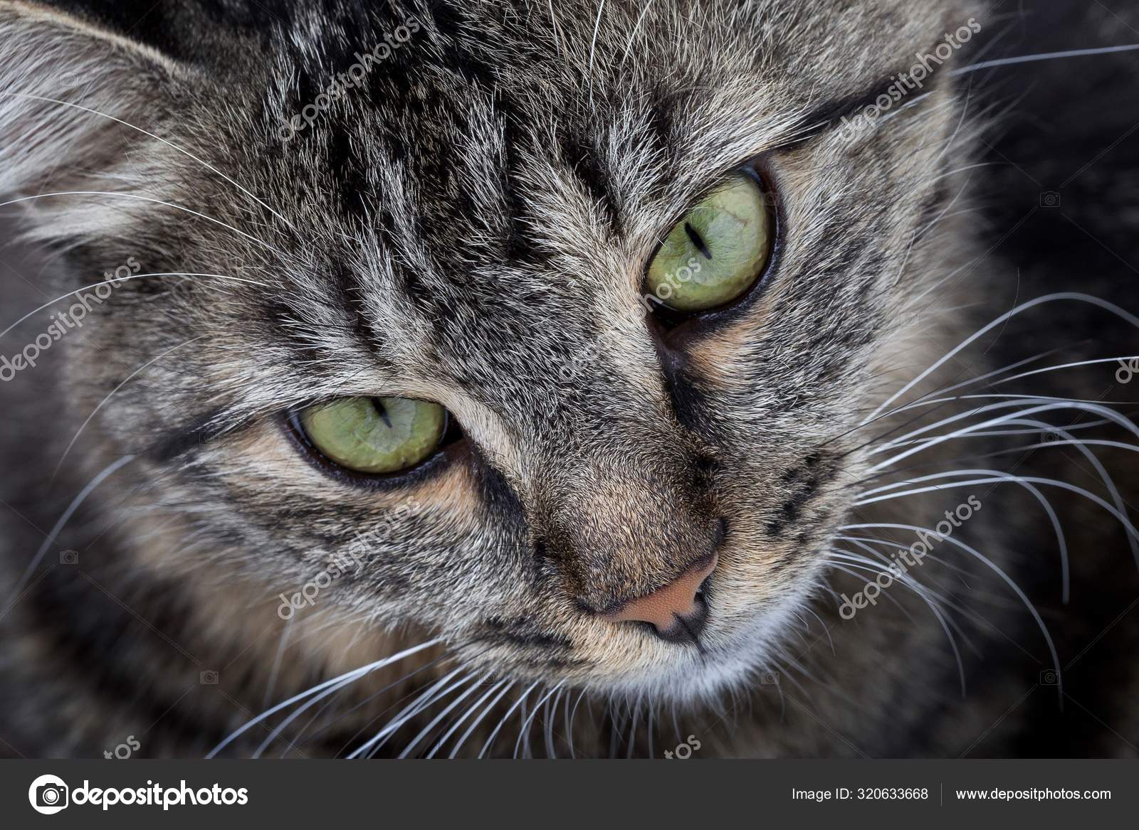 Selective focus shot of a gray cat with an angry cat face with a