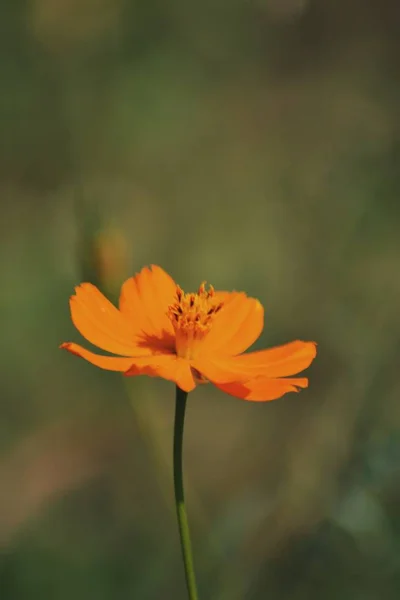 Függőleges szelektív fókusz felvétel egy aranyos narancssárga Cosmos caudatus növény — Stock Fotó