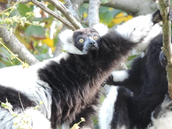 Sebuah Tembakan Selektif Close Seup Dari Indri Lemur Hitam Dan — Stok Foto