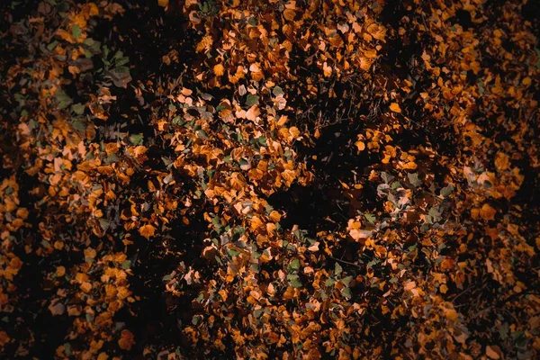 형형색색 의건 조 한 잎으로 뒤덮인 가을 풍경의 아름다운 배경 — 스톡 사진
