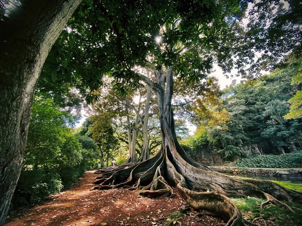 Albero Esotico Con Radici Terra Nel Bel Mezzo Una Bellissima — Foto Stock