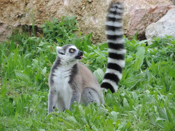 Vacker Bild Upptagen Söt Ringsvansad Lemur Mitt Grön Skog — Stockfoto