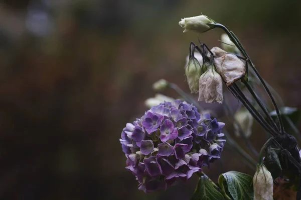 Zbliżenie kwiatu hortensji z rozmytym tłem — Zdjęcie stockowe