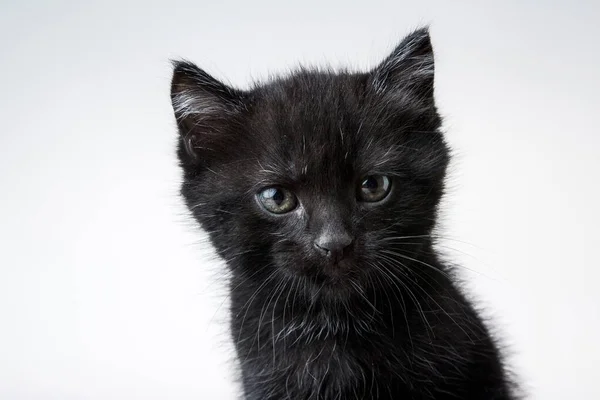 Close Gatinho Preto Bonito Isolado Fundo Branco — Fotografia de Stock