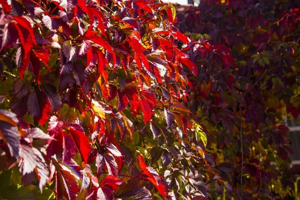 Прекрасный Вид Дерево Красными Листьями Посреди Сада Захваченного России — стоковое фото