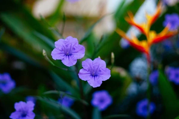 Closeup shot of beautiful purple-petaled flowers on a blurred background — Stock Photo, Image