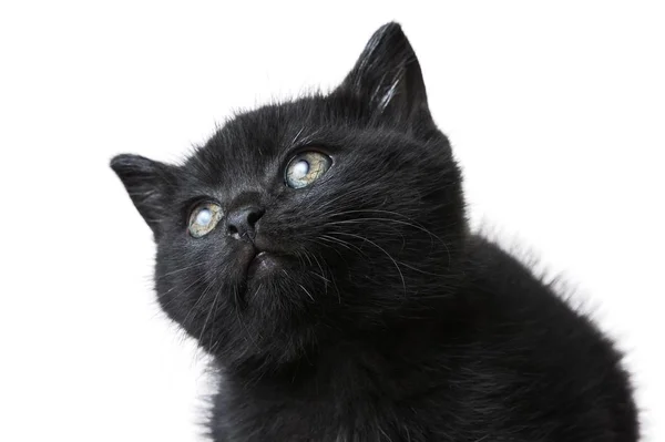 Egy Közeli Kép Egy Aranyos Fekete Cica Elszigetelt Egy Fehér — Stock Fotó